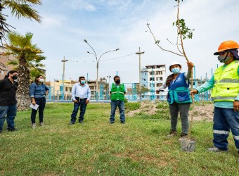 Más de 3,300 árboles plantados por parte de Emape y Serpar