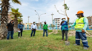 MÃ¡s de 3,300 Ã¡rboles plantados por parte de Emape y Serpar